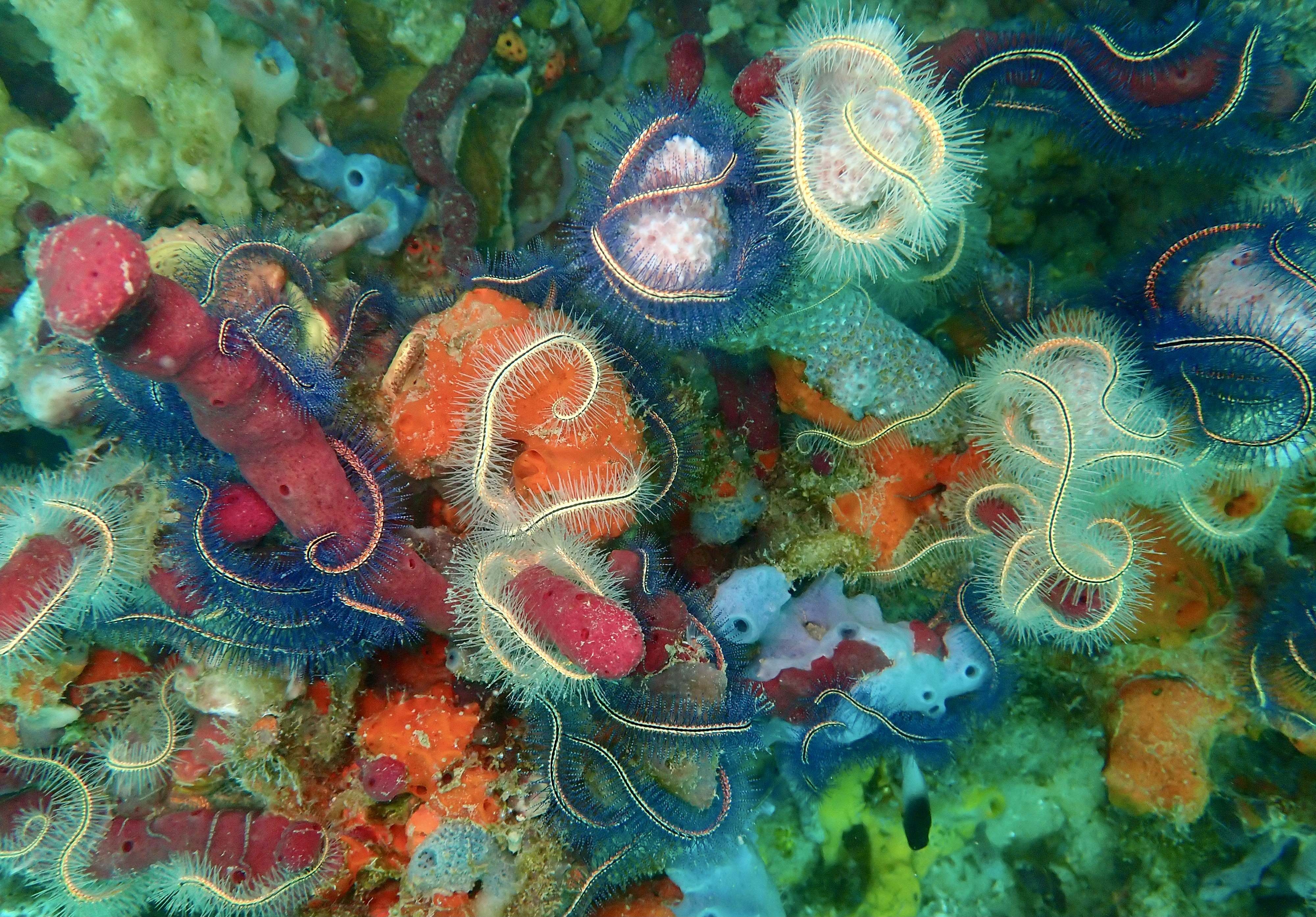 récifs coralliens